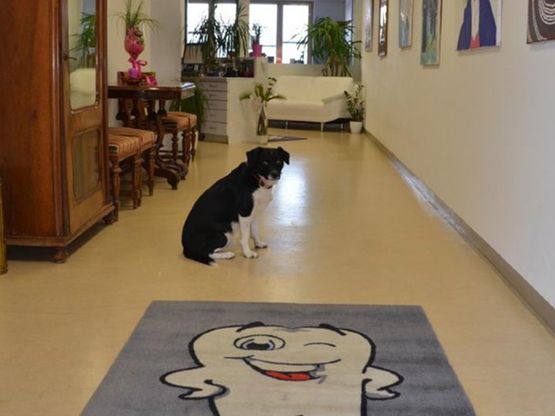 Hund vor Teppich