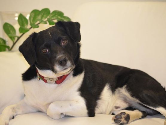 Hund im Wartezimmer